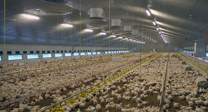 poultry-farm-shed2