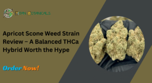 Apricot Scone Weed Strain