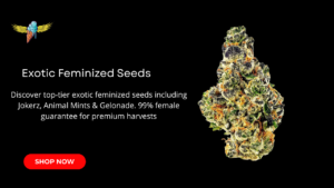 Exotic Feminized Seeds