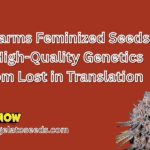 Litfarms Feminized Seeds