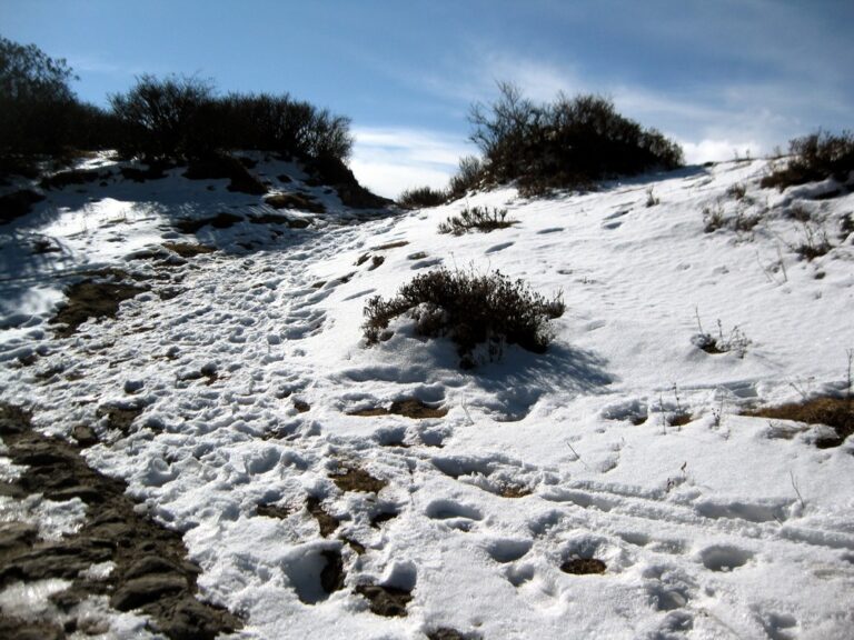 Sandakphu Phalut Trek