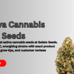 sativa cannabis seeds