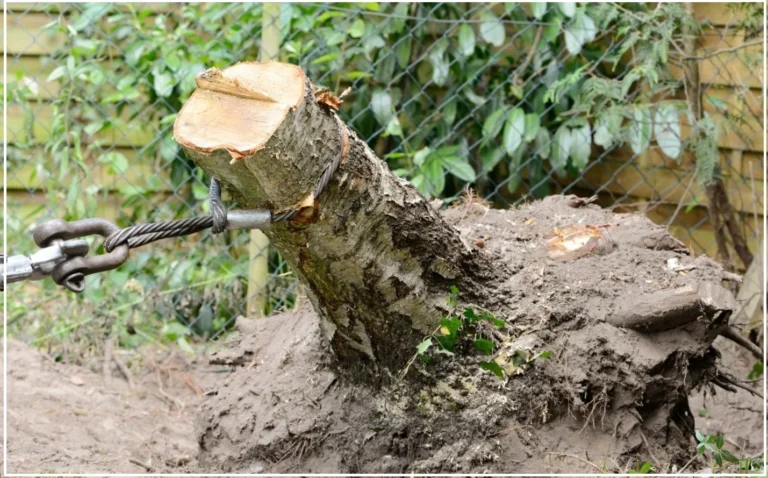 stump removal
