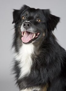dog 2