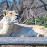 free-photo-of-majestic-lioness-resting-on-wooden-platform-in-sunlight