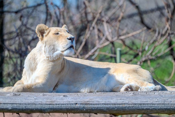 free-photo-of-majestic-lioness-resting-on-wooden-platform-in-sunlight
