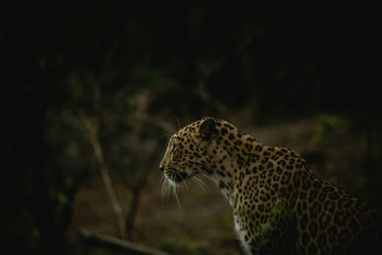 gir national park (1)