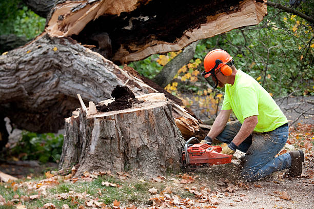 istockphoto-183813881-612x612 (4)