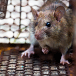 Rat extermination