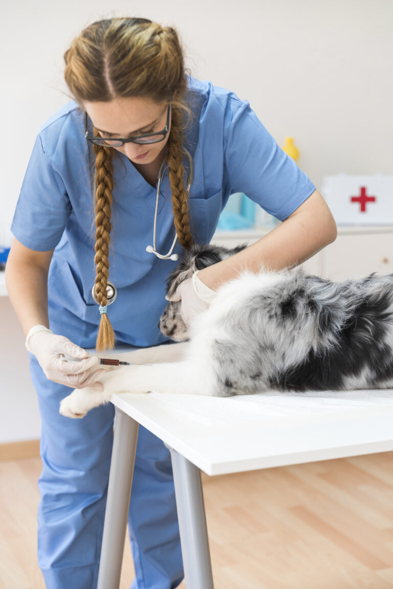 young-female-veterinarian-injecting-dog-with-injection-table-clinic