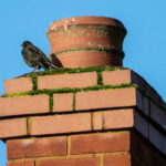 Chimney Animal Remaoval in Hamilton