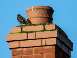 Chimney Animal Remaoval in Hamilton
