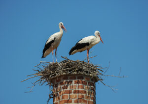 Chimney Animal Removal