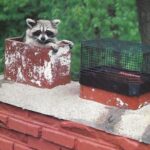 Chimney Animal Removal
