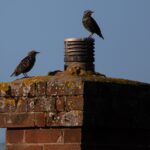 Chimney Animal Removal in Cape Coral