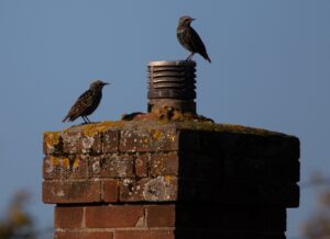 Chimney Animal Removal in Cape Coral