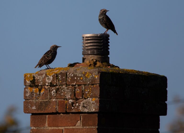 Chimney Animal Removal in Cape Coral