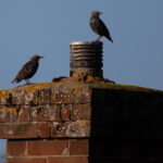 Chimney Animal Removal In Silverdale