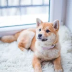 dog 1