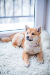 dog 1