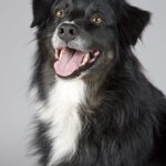 dog 2