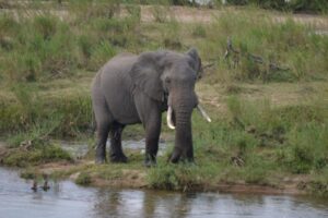 free-photo-of-majestic-african-elephant-in-south-african-wild