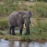free-photo-of-majestic-african-elephant-in-south-african-wild