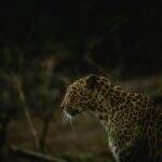 gir national park (1)