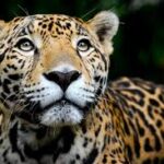jaguar safaris Pantanal