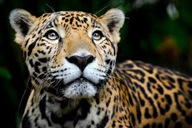 jaguar safaris Pantanal