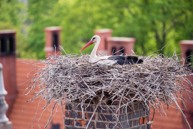 Why is Chimney Animal Removal Essential for Norman Homeowners