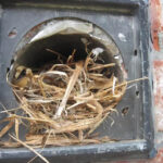 Pets and Bird Removing