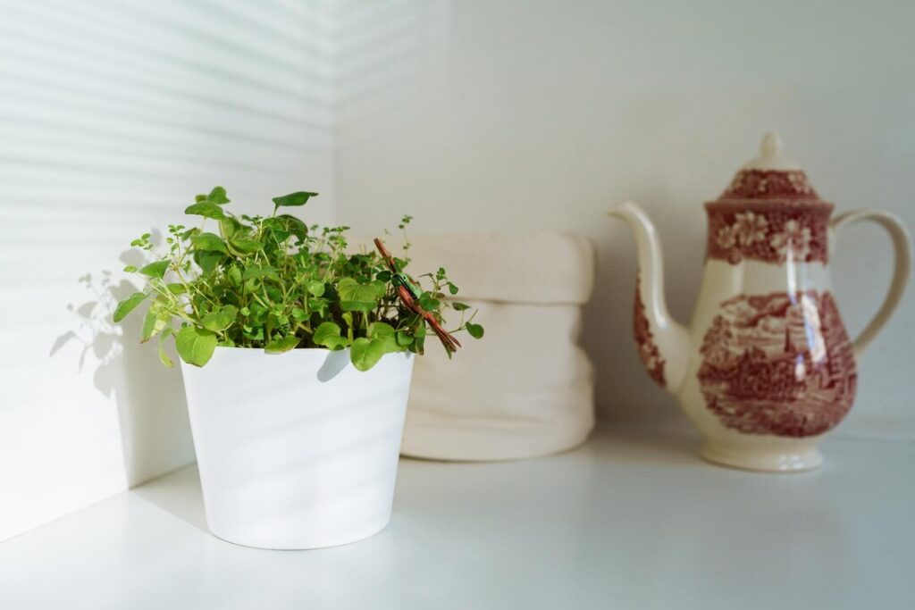 Discover how small pots add charm to any space. Explore the best small plant pots, ceramic small pots, and stylish ideas for your home or office décor.