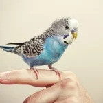 Pets And Bird Removing