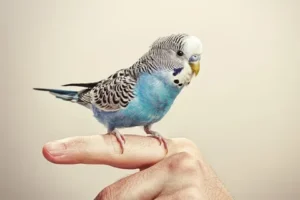 Pets And Bird Removing