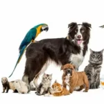 Pets And Bird Removing