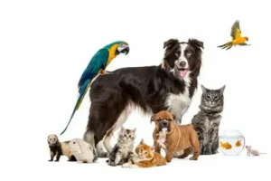 Pets And Bird Removing 