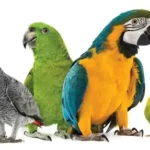 Pets And Bird Removing