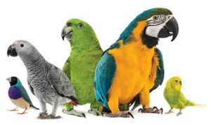 Pets And Bird Removing