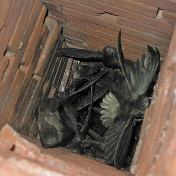 Why Professional Chimney Animal Removal is Essential in Westminster