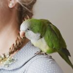 Pets And Bird Removing