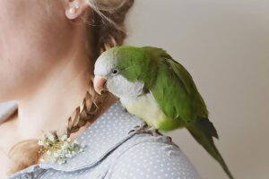 Pets And Bird Removing