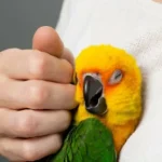 Pets And Bird Removing