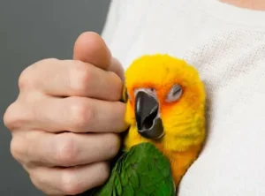 Pets And Bird Removing 