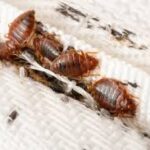 Best Treatment for Bedbugs: 5 Mistakes You’re Probably Making