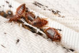 Best Treatment for Bedbugs: 5 Mistakes You’re Probably Making