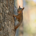 squirrels in attic removal cost