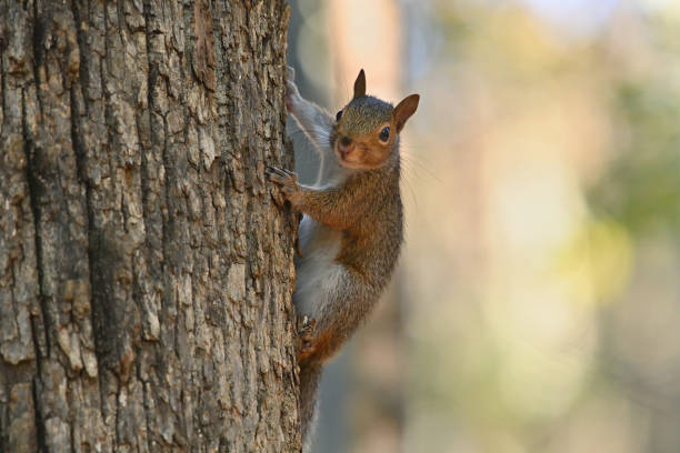 squirrels in attic removal cost