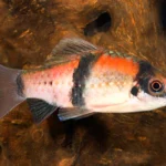 Panda Barb