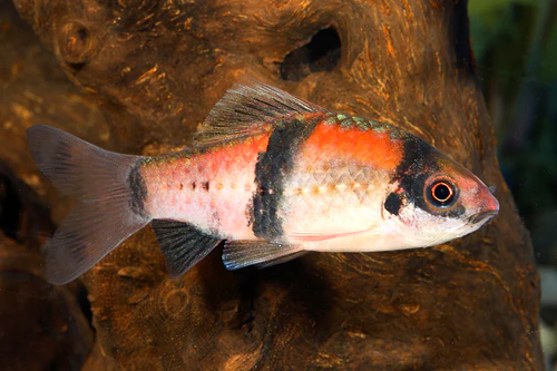Panda Barb